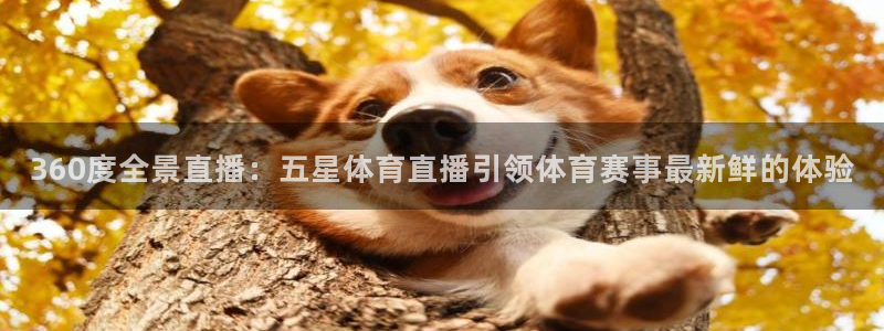 360度全景直播：五星体育直播引领体育赛事最新鲜的体验