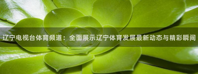 辽宁电视台体育频道：全面展示辽宁体育发展最新动态与精彩瞬间