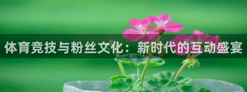 体育竞技与粉丝文化：新时代的互动盛宴