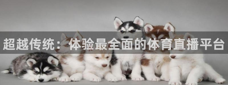超越传统：体验最全面的体育直播平台