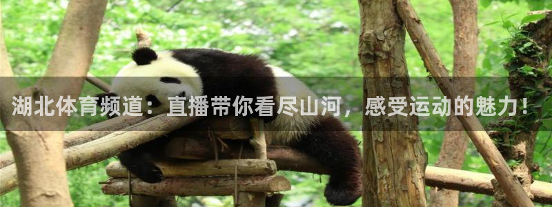 湖北体育频道：直播带你看尽山河，感受运动的魅力！