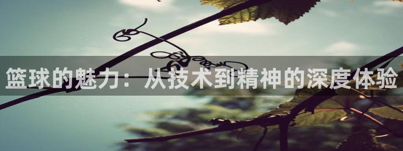 篮球的魅力：从技术到精神的深度体验