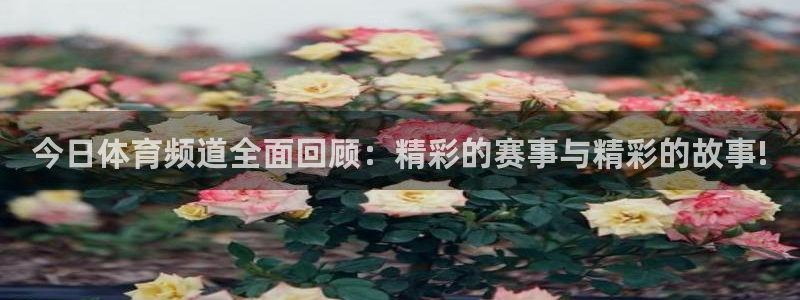 今日体育频道全面回顾：精彩的赛事与精彩的故事!