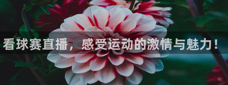 看球赛直播，感受运动的激情与魅力！