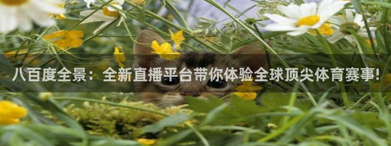 八百度全景：全新直播平台带你体验全球顶尖体育赛事!